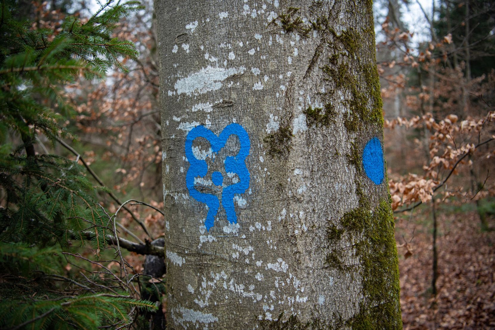 Markierung am Baum